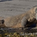 dragon_komodo_hsb_rinca_h_0777_kom2552.jpg